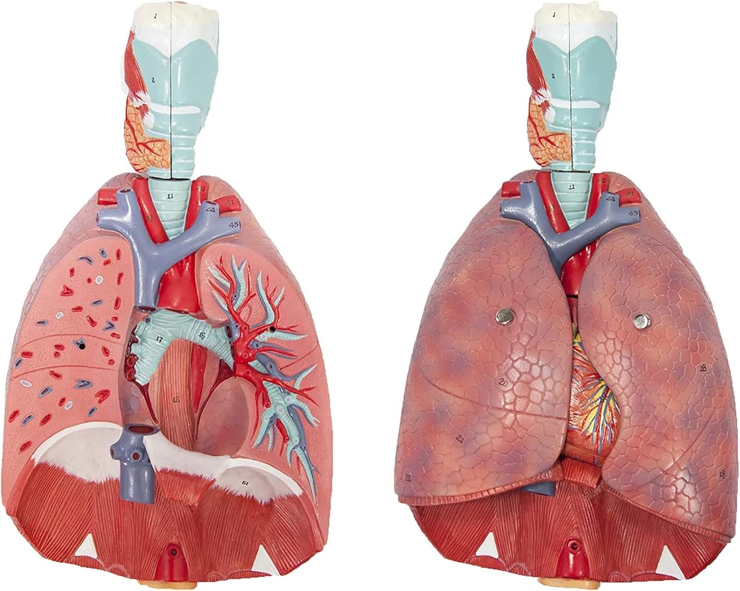 Modèle anatomique respiratoire humain 1:1 avec poumon et cœur amovibles