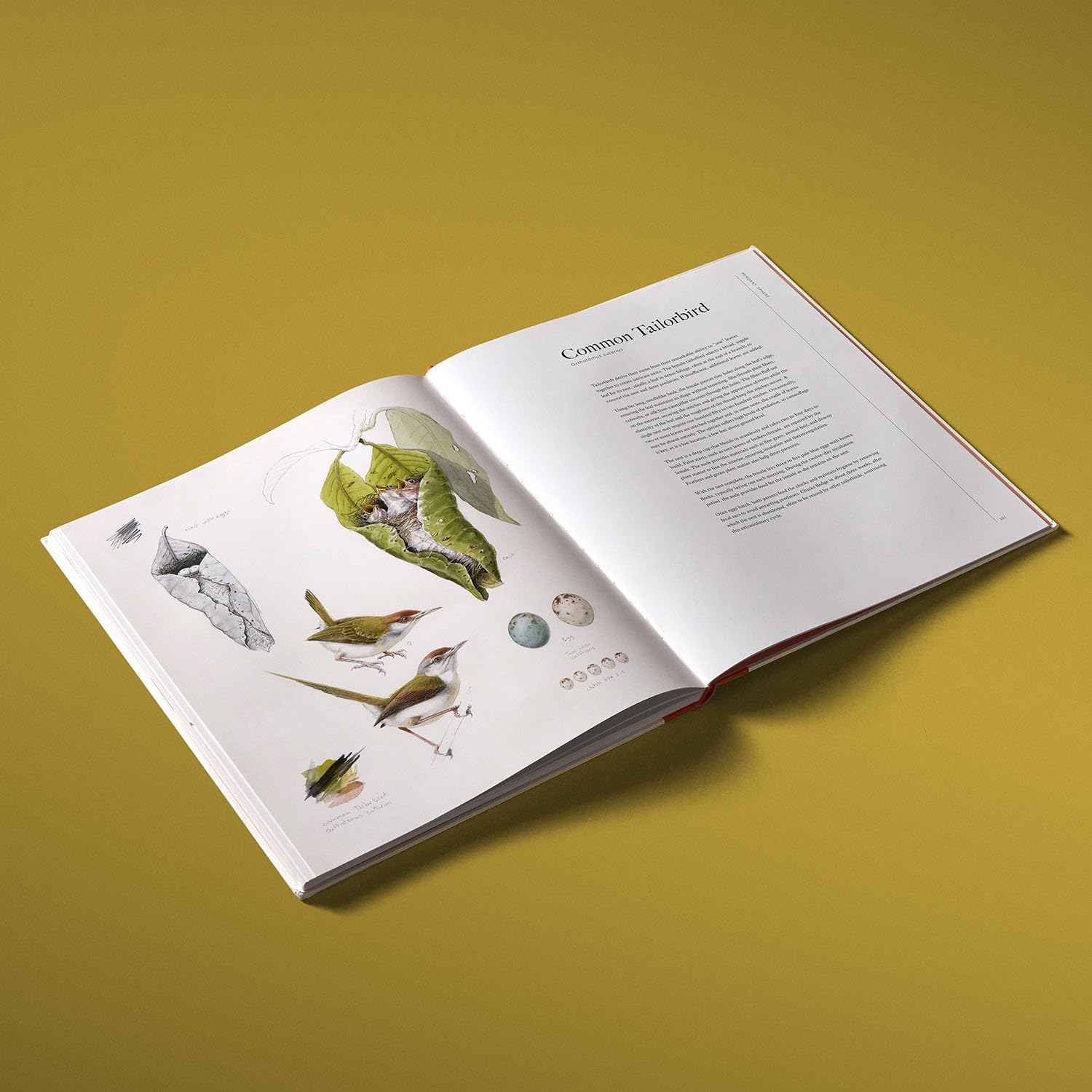 Bird, Nest & Egg: The Homes of Forty Extraordinary Species