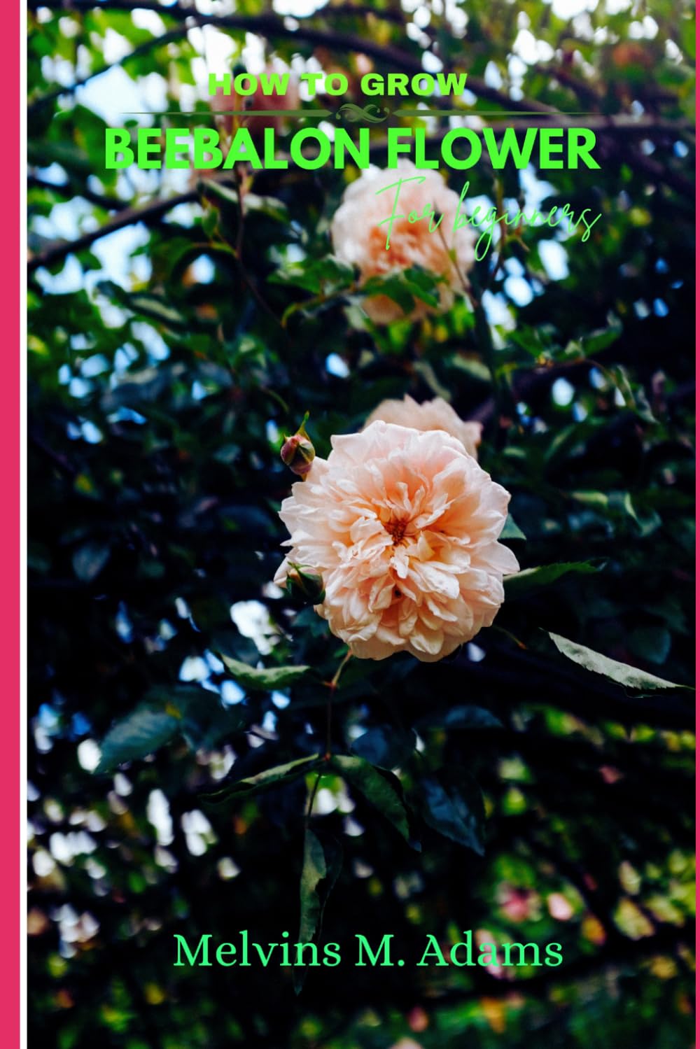 How to grow Beebalon for beginners: The Ultimate Beginner’s Guide to Growing, Caring for, and Harvesting Stunning Beebalon at Home and garden