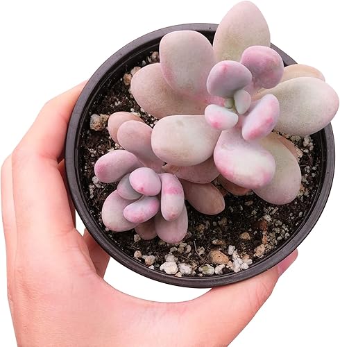 Miniatura 4 de Succulents Box Moonstones Pachyphytum (4 pulgadas) Suculenta viva rara y saludable