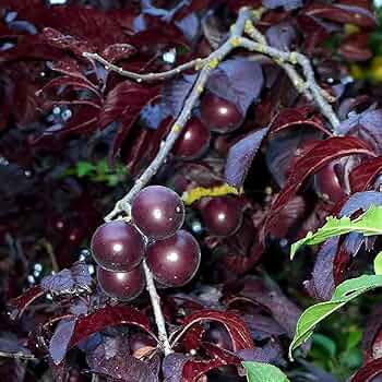 ◎紅葉すもも 71P79d53BBS._UF350,350_QL50_.jpg