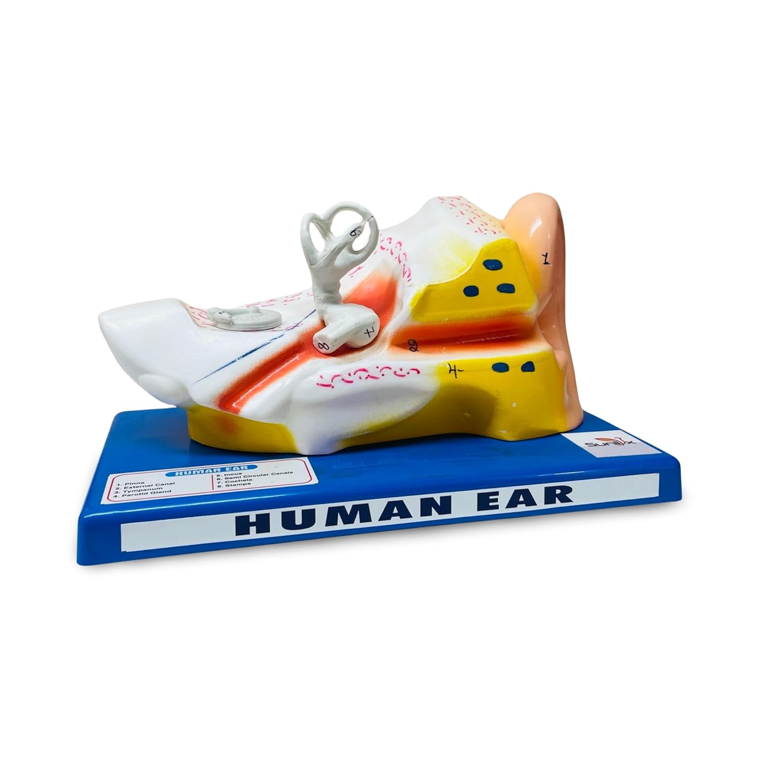 Human Ear Anatomy Model | Educational Human Ear Model - Ideal for Students, Teachers, and Medical Professionals | Perfect for Home or Classroom Use - Durable and Portable Human Ear Model Human Ear Anatomy Model | Educational Human Ear Model - Ideal for Students, Teachers, and Medical Professionals | Perfect for Home or Classroom Use - Durable and Portable Human Ear Model