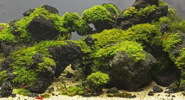 Foto 2 de 7 de TM Aquatix Decoración para Acuario Lava Volcánica Roja Negra Natural Piedra Pana Ornamento 1kg Set (10kg
