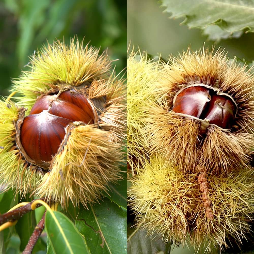 Amazon.co.jp: 栗の苗 ぽろたん・美玖里(みくり) 受粉樹2本セット 4~5 Amazon.co.jp: 栗の苗 ぽろたん・美玖里(みくり) 受粉樹2本セット 4~5