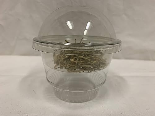 Miniatura 3 de Vasos de plástico transparente de 8 onzas con taza interior y tapas (150 unidades) tazas de postre de 8 onzas con tapas, vasos de plástico para