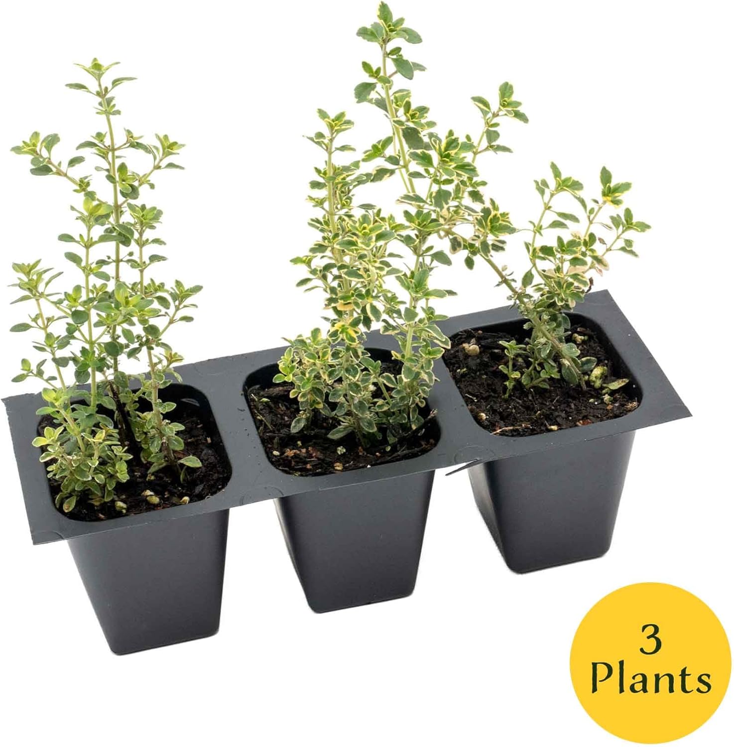 3 Golden Lemon Thyme (Thymus citriodorus ‘Golden’) | Variegated Yellow-Green Evergreen Culinary Herb with Lemon-Scented Leaves | 2.5” Nursery Cubes, Ready-to-Plant Live Starter Plants