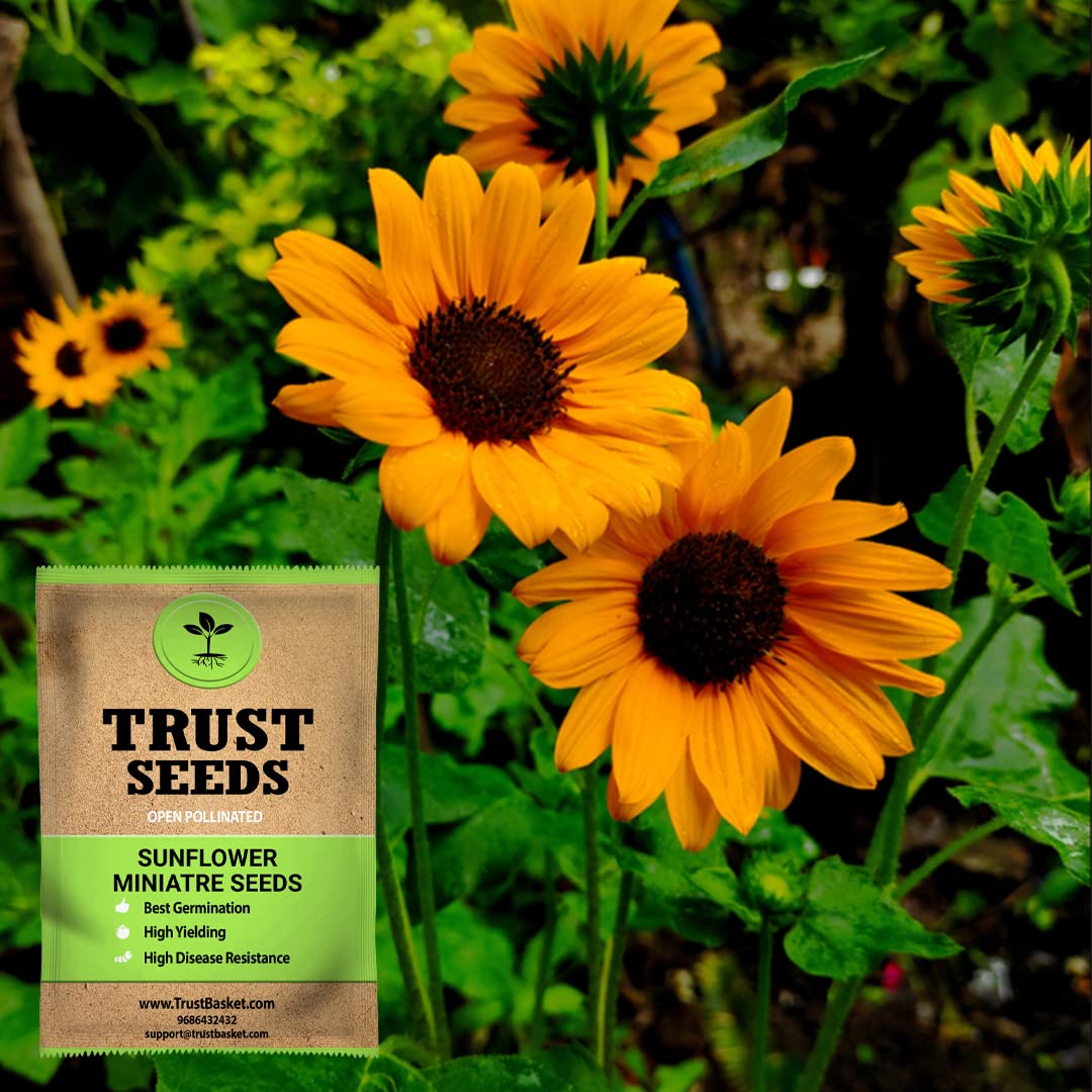 TrustBasket Premium Flower Sun Flower Miniatre Seeds (Open pollinated) | Sow and Grow Fresh Healthy Seed in Your Garden Perfect for Home & Terrace Gardening High Germination Seeds (B071S5VDPQ) Amazon Price History, Amazon Price Tracker