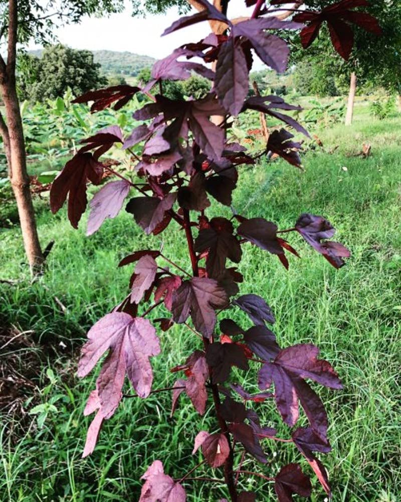 SHOP 360 GARDEN AMBADI/GONGURA (Fresh RED) Seeds - Pack of 200 Seeds (B092386GRG) Amazon Price History, Amazon Price Tracker