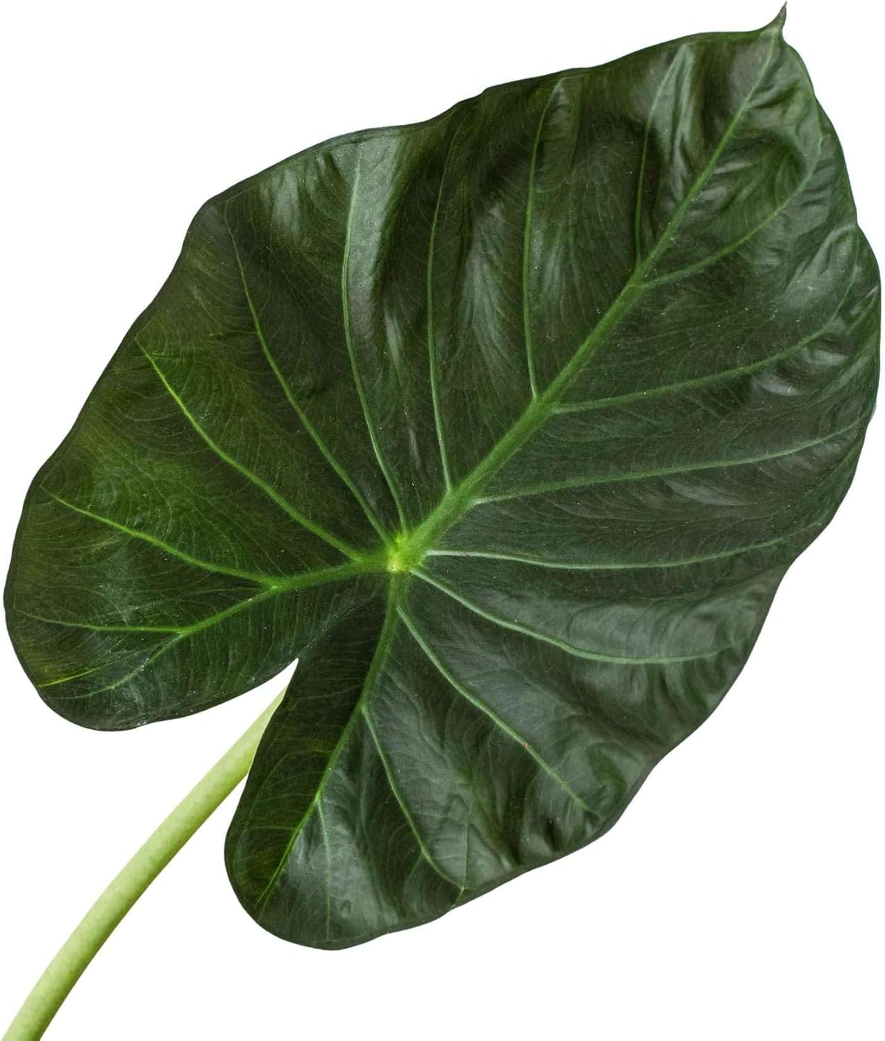 Alocasia Regal Shield Live Plant for Indoor | Different Houseplants in 4'' & 6'' Pot | Real House Plant for Living Room & Office | Elephant Ears | Odorax Alocasia Reginula