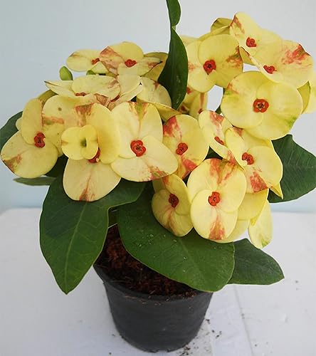 1 "Num Choke" Corona de Espinas Planta Euphorbia Milii Plantas Bien Arraigadas