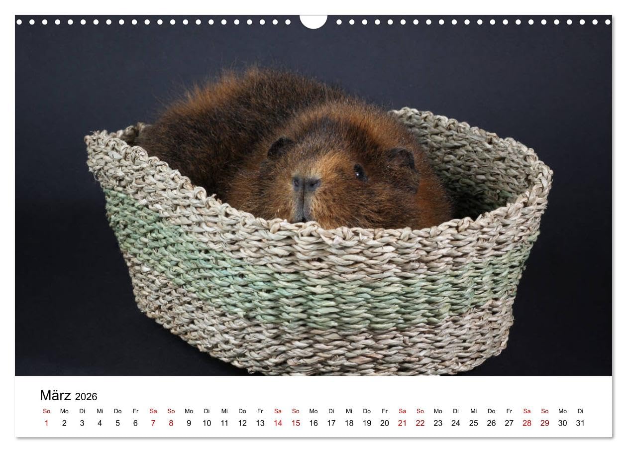 Unsere Meerschweinchen (Wandkalender 2026 DIN A3 quer), CALVENDO Monatskalender: Lustige Meerschweinchenfotos (CALVENDO Tiere)