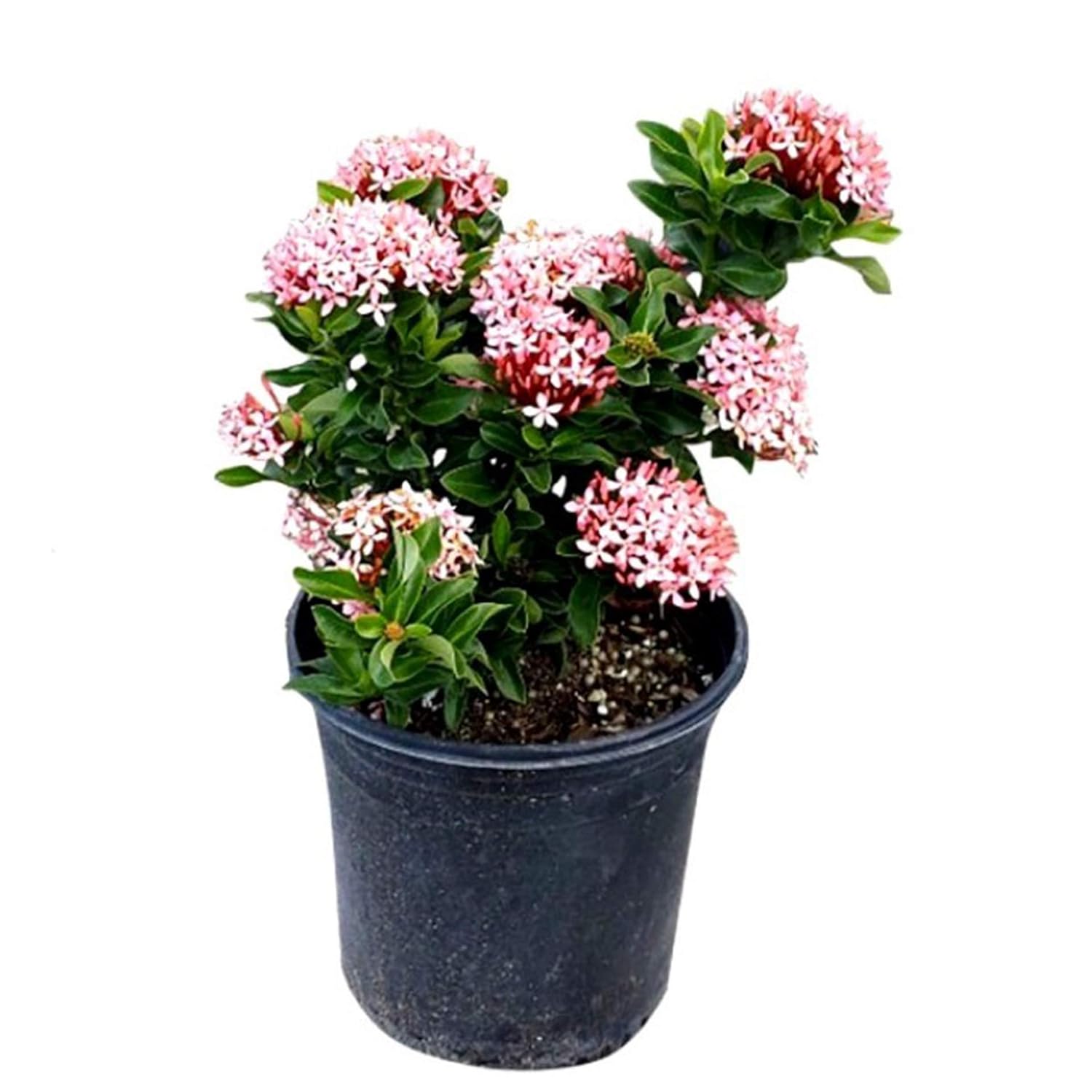 Go4plants Ixora Pink Live Natural Outdoor Flowering Plant Amazon.in