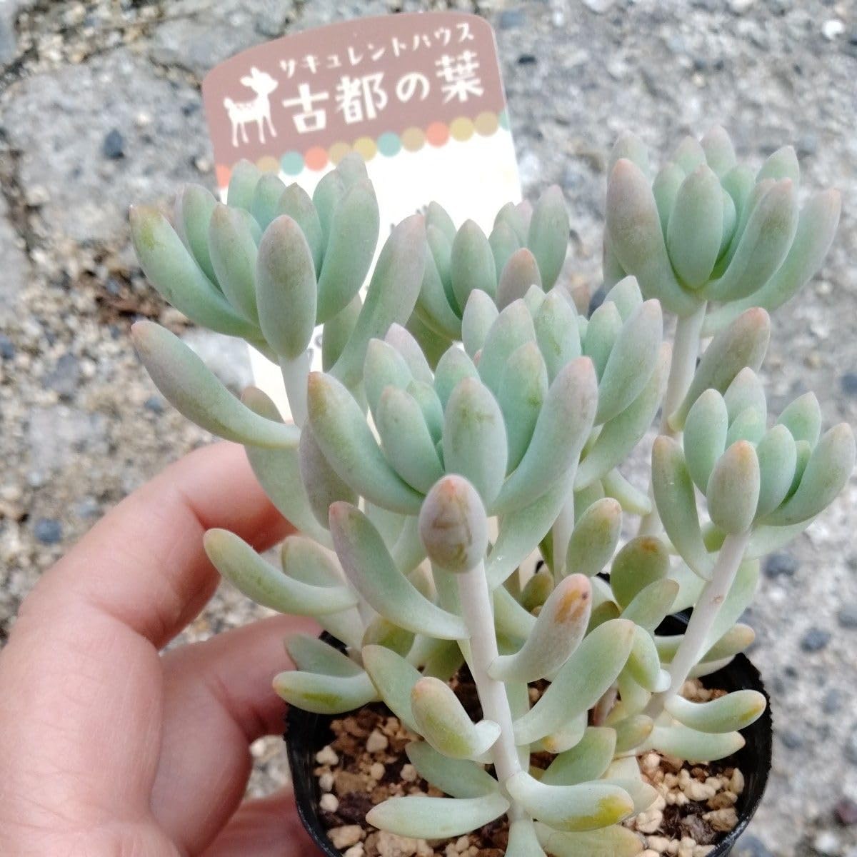 古都の葉さん苗 小桃いろは 札付きポットごとメルカリ便 Amazon｜多肉植物 古都の葉苗札付き正規品小桃いろは、乙女心x