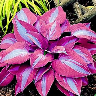Gemini_mall® Hosta Plantaginea - 100 semi di Hosta, ornamentali da giardino, piante da giardino, semi di bonsai (100 semi rosa di Hosta)