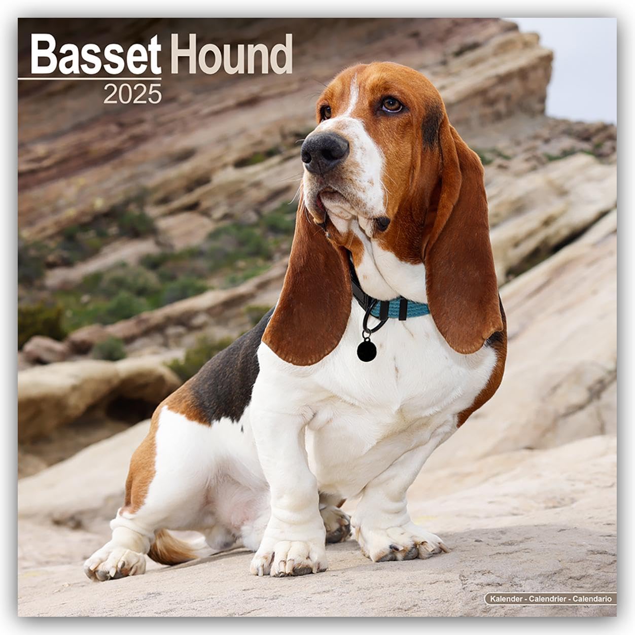Basset Hound 2025 Square Wall Calendar | Dog Breed Calendar