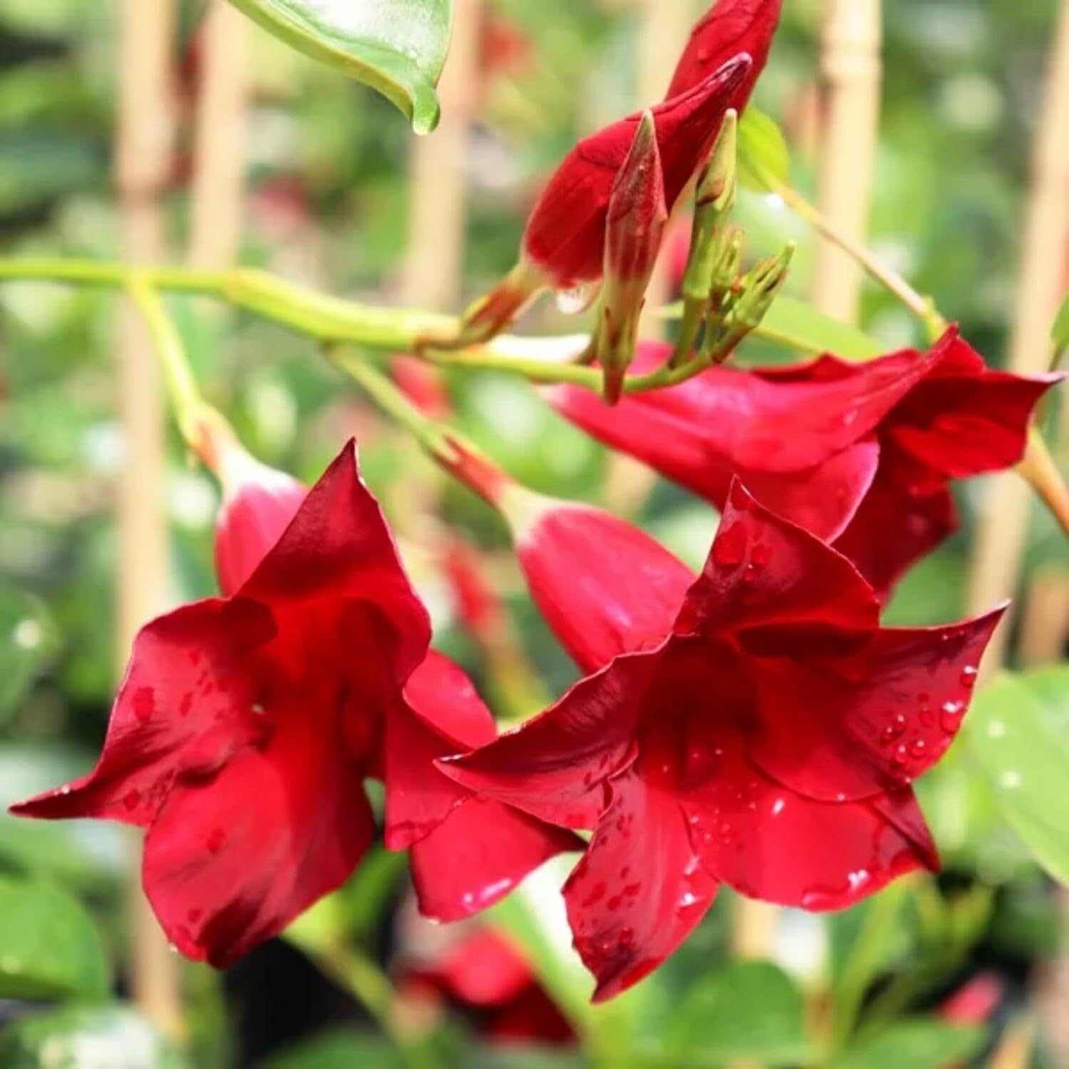 2 Mandevilla Plants Live, 4 to 6 Inc Tall, Red Mandevilla Vine Plant