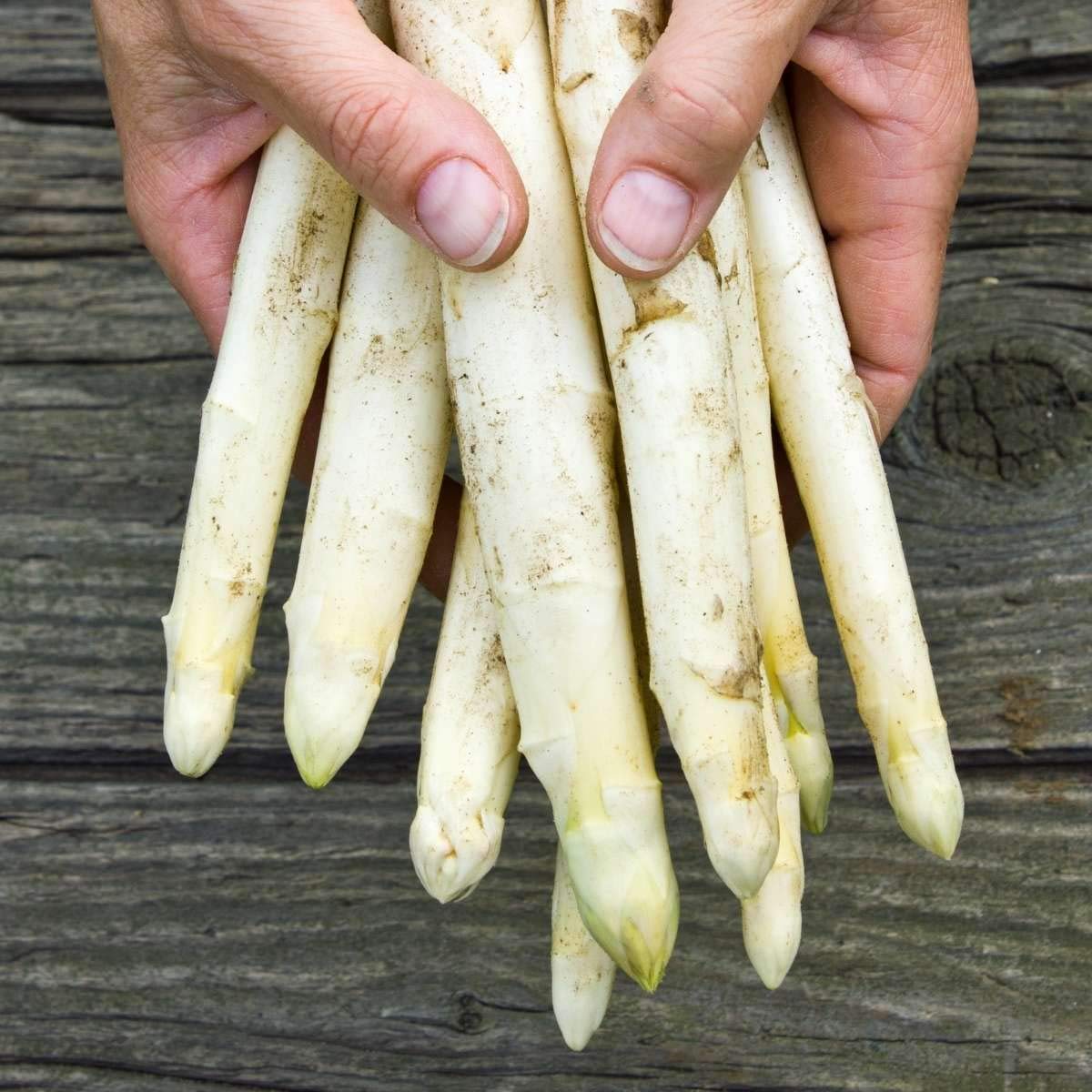 Espárragos de Navarra Extra Blancos Extra Gruesos Pelados - Denominación de Origen Navarra - Especial 6-8 Frutos J. Vela 780G. Producto Recomendado - espárragos de un calibre Extra Grueso