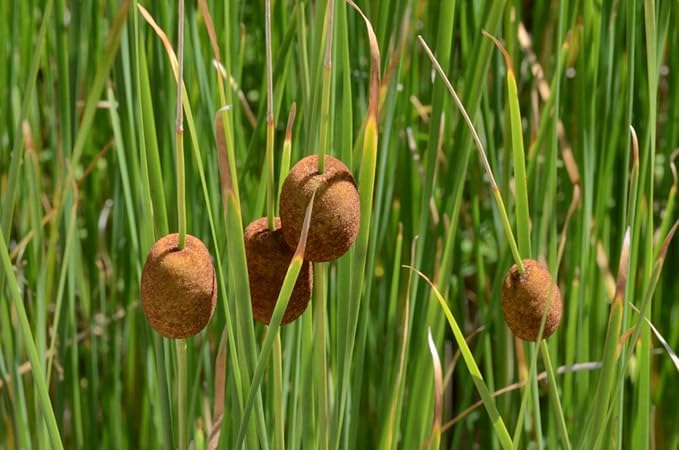 Image Typha Minima (Miniature Bulrush or Miniature reedmace)- Marginal Plants-1 LTR
