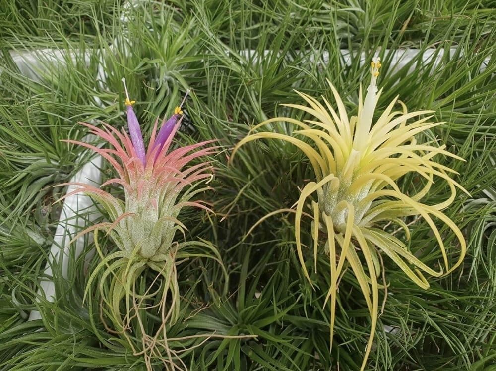 Live Air Plants Combo Set of 4 Tillandsia Varieties | Spanish Moss