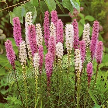 20 Liatris Spicata Gayfeather Spring Garden Bulb Corm Purple White Summer Flower
