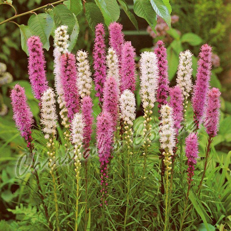Blue Magic Design 10 Liatris Spicata Gayfeather Spring Garden Bulb Corm Purple White Summer Flower