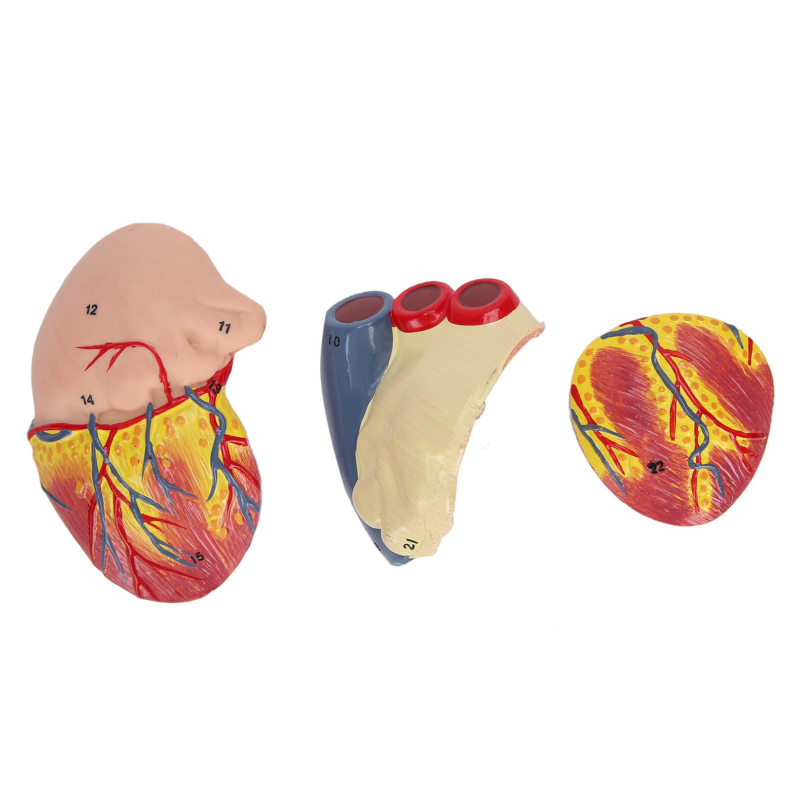 Wakects Modello Cuore 2X Dimensioni Reali 49 Parti Anatomia Insegnamento