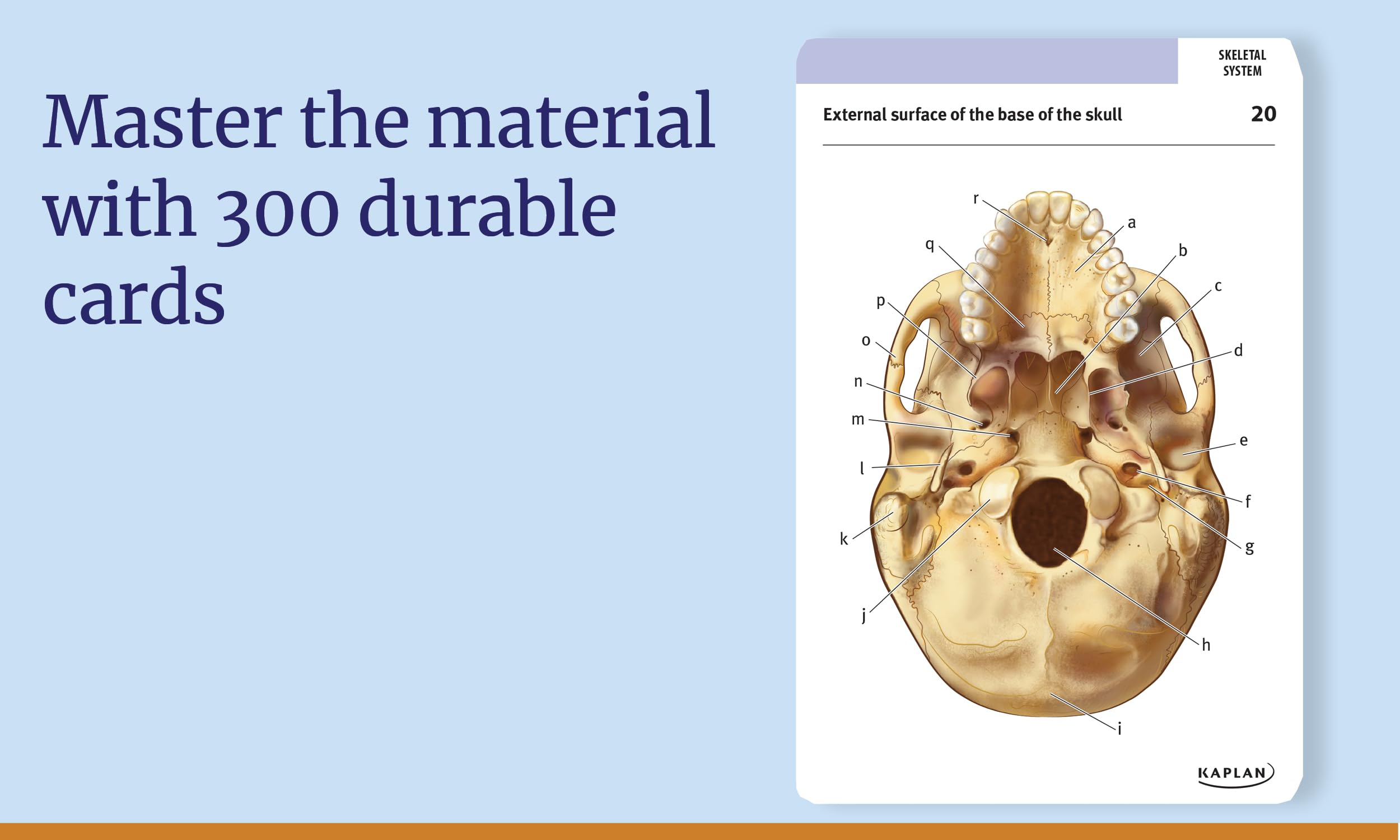 Anatomy Flashcards: 300 Flashcards with Anatomically Precise Drawings and Exhaustive Descriptions: 300 Clearly Labeled Full-Color Cards