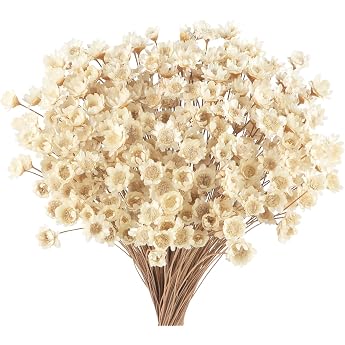 300 pcs Dried Flowers Brazilian White Small Starflower Flowers Mini Dried Bouquet Daisies Mini Chamomile Bouquet for Floral Arrangement Wedding 300pcs Star Dried Flower
