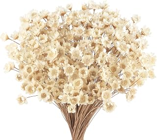 300 STK Getrocknete Blumen Brasilianische Weiß Kleine Sternblume Blumen Mini Getrocknete Blumenstrauss Gänseblümchen Mini-Kamille Blumenstrauß für Blumenarrangement Hochzeit 300pcs Star Dried Flower