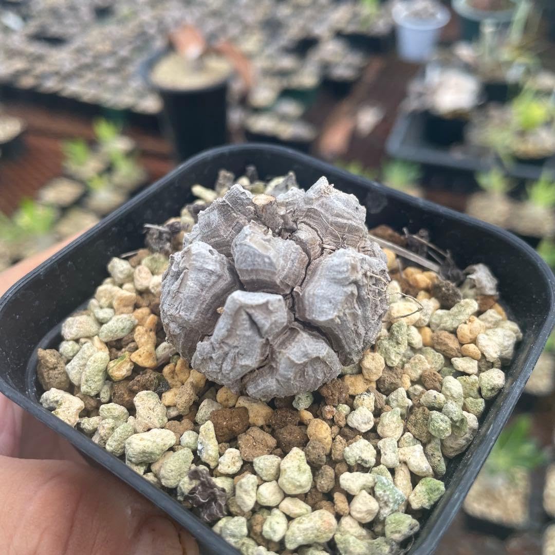 Amazon｜亀甲竜｜観葉植物 オンライン通販