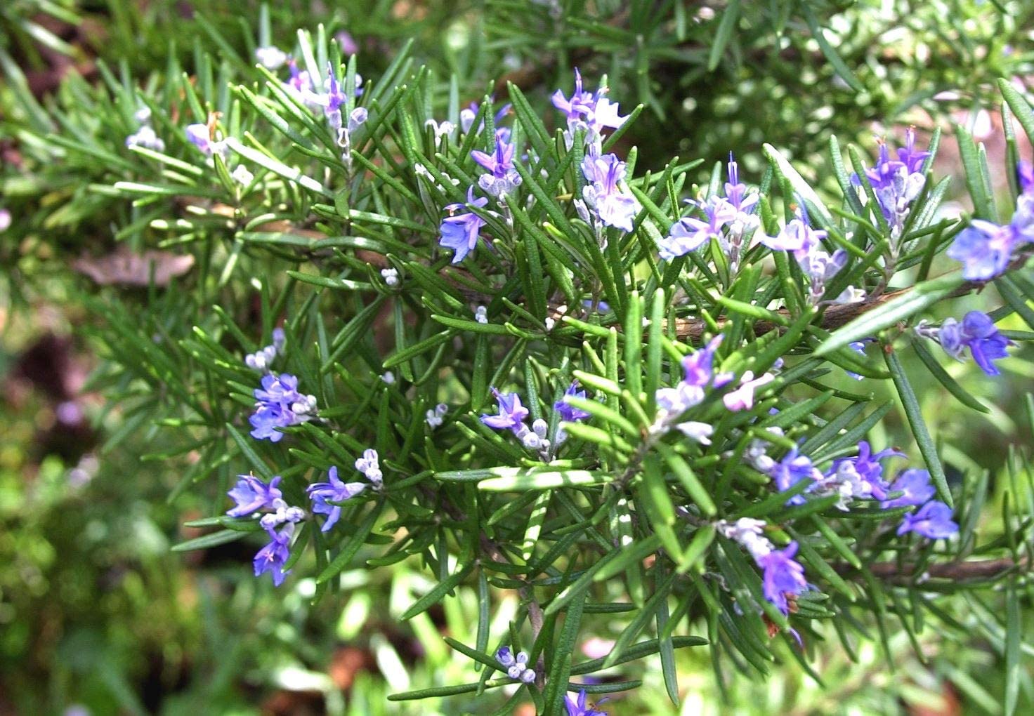 PlantaZee Rosemary Plant with Out Pot Wonderful Herb for Any Kitchen (B0B8X9M4LQ) Amazon Price History, Amazon Price Tracker