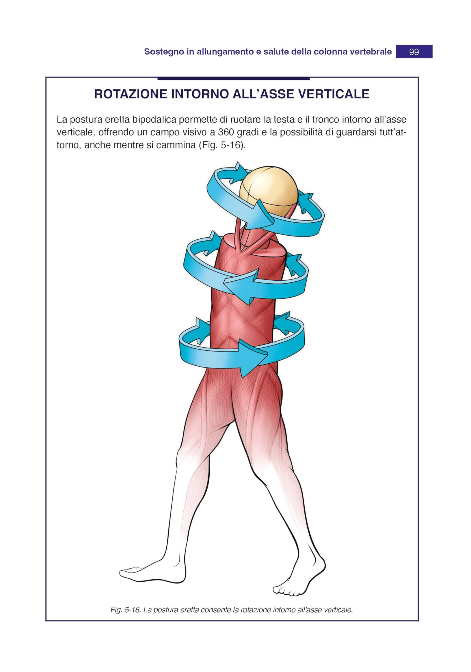 Anatomia in azione. La dinamica del sistema muscolare che crea e sostiene il corpo in movimento