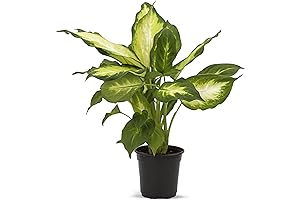 Live Dumb Cane Plant: A Natural Air Purifier for Indoor Spaces