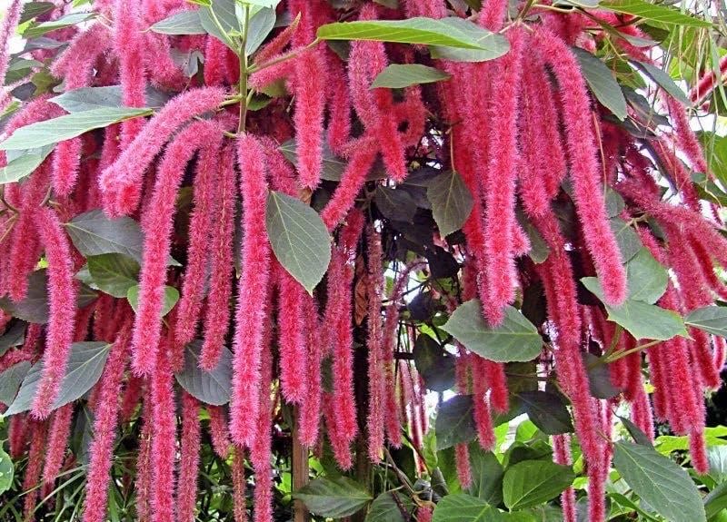 Giant Chenille Acalypha Hispida - Healthy Well Rooted Starter Plant - Attracts Hummingbirds and Butterflies