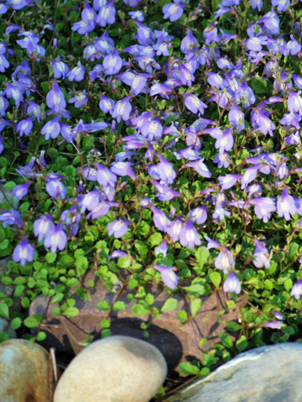 Perennial Farm Marketplace Mazus reptans