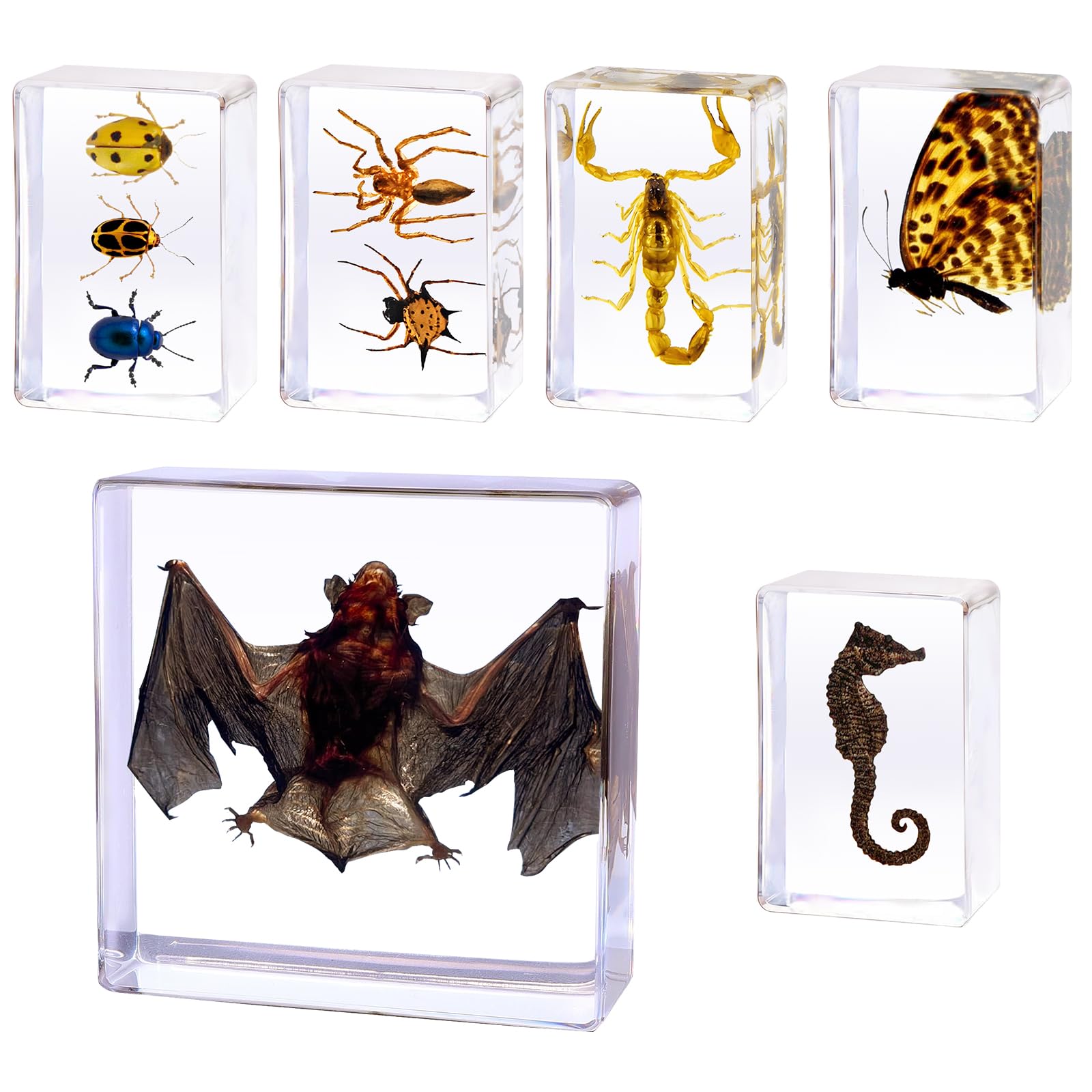 6 Pcs Insect Resin Specimen- 2.95×2.95×0.94 Inch Taxidermy Bat,Scorpion,Butterfly,Ladybug in Preserved Resin for Oddity Gifts,Scientific Educational,Entomology Supplies,Decor