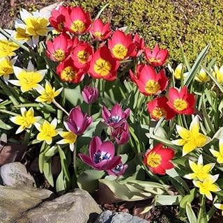 Colorful Tulipa Tarda Flowers - 24 Bulbs - Spring Blooming Tulip Collect...