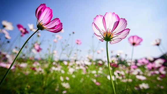 ISEE 360 Attractive Flowers Wall Laminated Posters for Home Living Kids Study Bed Room Kitchen Office Decor Stylish Printed Wall Poster 300 GSM L X H 18 X 12 Inches