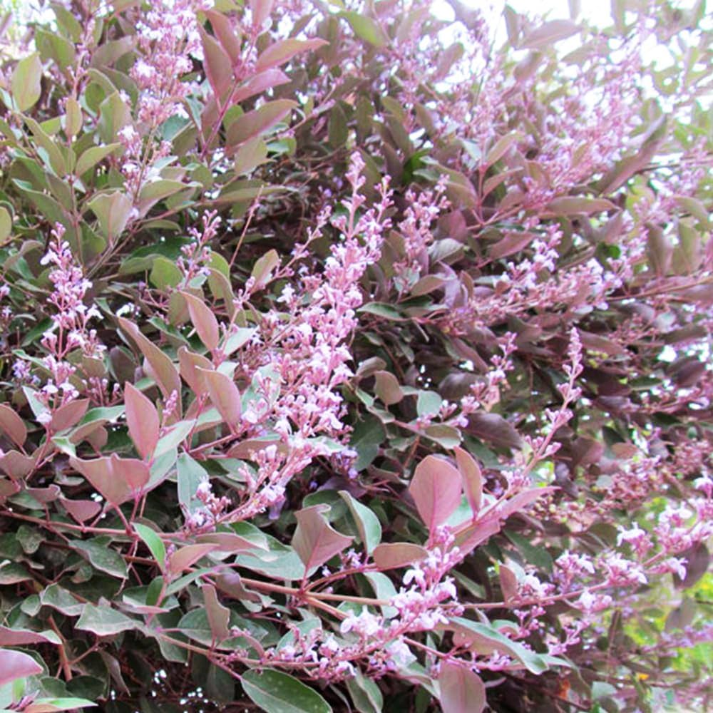 Amazon | セイヨウニンジンボクプルプレア（ミツバハマゴウ）夏