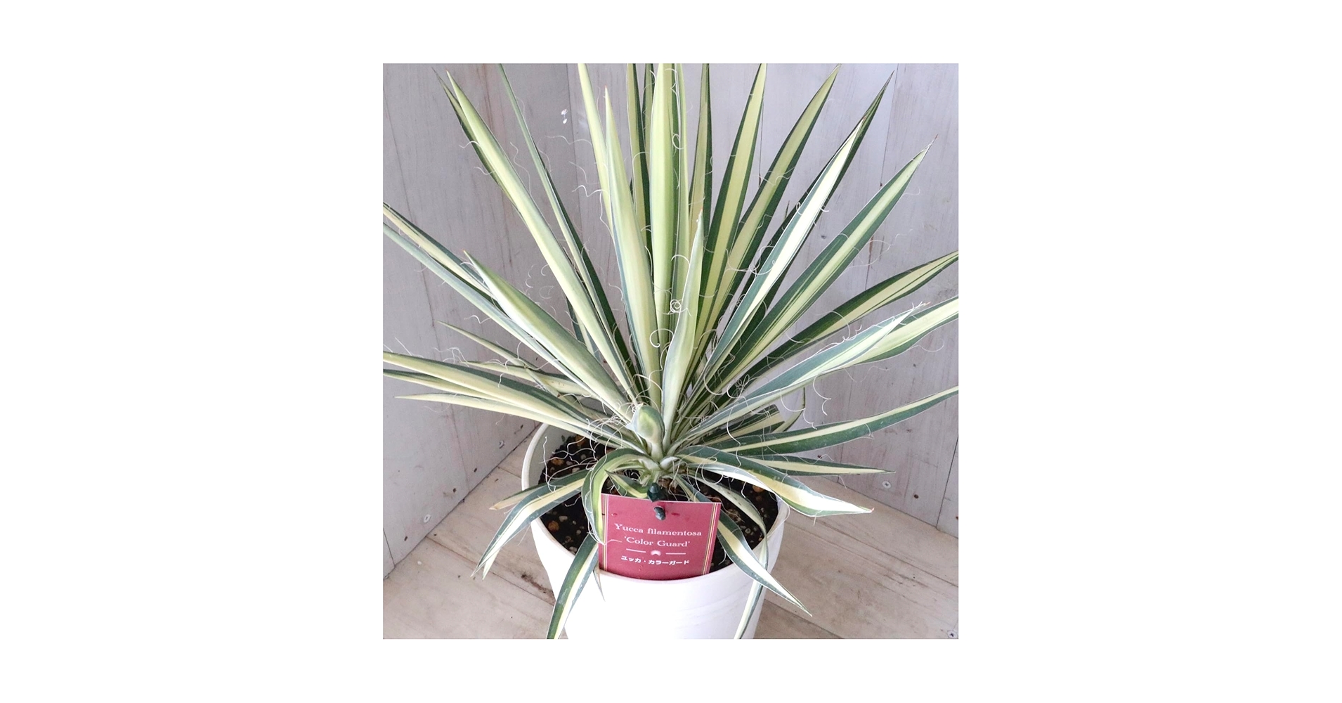 ユッカ【6株】 フィラメントーサカラーガード ユッカ 6号 フィラメントーサ カラーガード（Yucca flamentosa