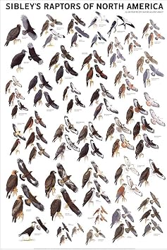 Picture Peddler Sibleys Raptors of North America Eagles Buteos Falcons Hawks 24x36