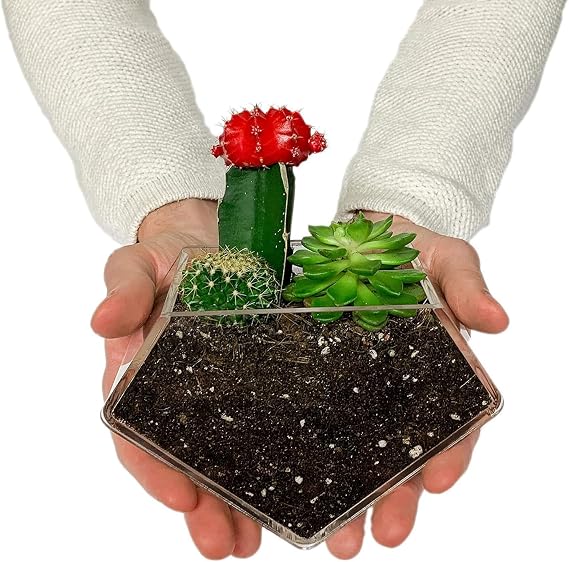 Transparent Acrylic Diamond Shape Suction Cup Window Planter, Ideal for Succulents, Cactus, Boxes or Indoor Herbs Pots, Home Decor Plant Holder or Kitchen