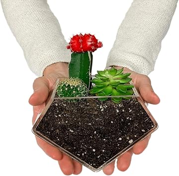 Transparent Acrylic Diamond Shape Suction Cup Window Planter, Ideal for Succulents, Cactus, Boxes or Indoor Herbs Pots, Home Decor Plant Holder or Kitchen