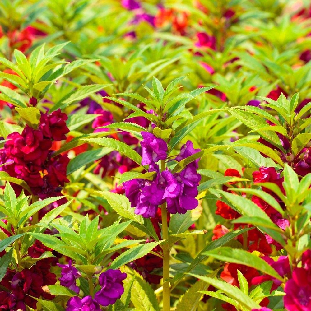 M-Tech Gardens Rare Ornamental Balsam Seeds Mixed Varieties for Growing (30 Seeds Pack) BALSAM05-picture-26