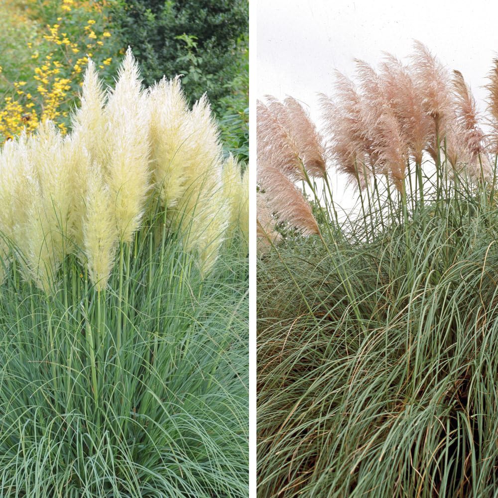 Cortaderia selloana Duo - Striking White and Rosea Pampas Grass Collection - Big Impact, Low Maintenance - Hardy Perennial - Easy to Grow - 2X 9cm Potted Plants by Thompson and Morgan