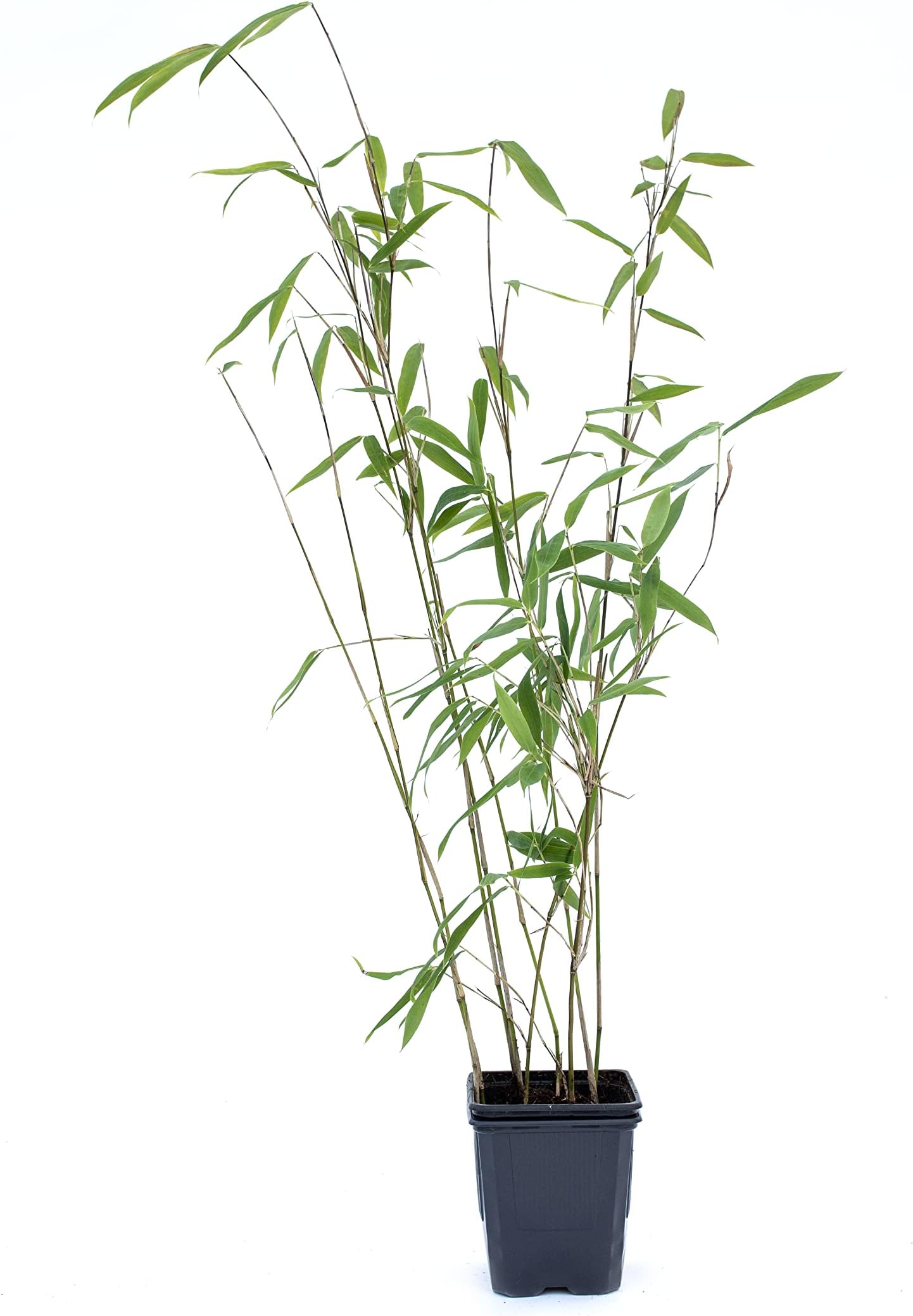 4 Stk. Bambus Fargesia rufa winterhart, immergrün und schnellwachsend