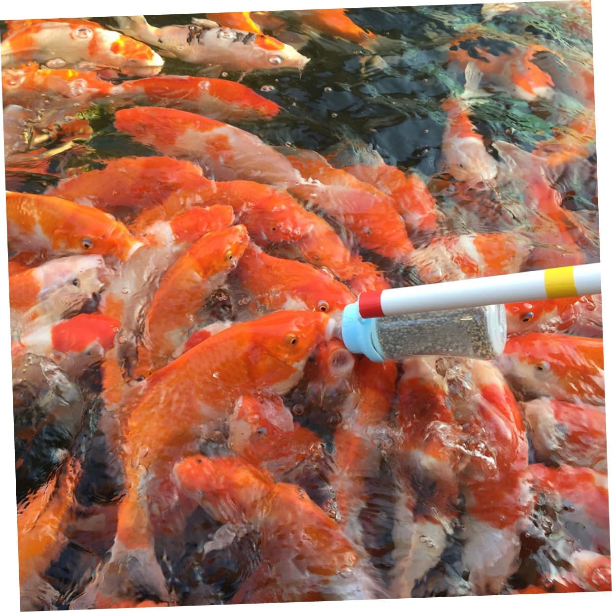 Mipcase 2pcs Fish Feeder Bottle with Pole Fish Food Dispenser for Carp Tanks Easy to Assemble and Clean and Dwarf Carp Feeding Sturdy Design