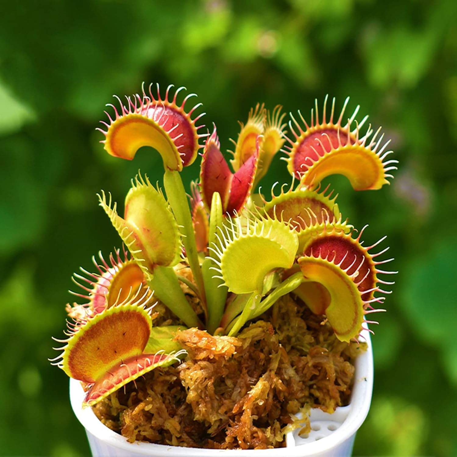 58 以上節約 食虫植物用長繊維ミズゴケ鉢植えミックス2クォーツ花用蘭乾燥苔植物鉢爬虫類 Batesmartin Com