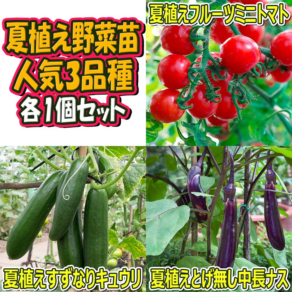 Amazon.co.jp: ITANSE 夏植えセット フルーツミニトマト・すず