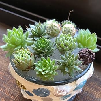 ette ジョルジェット センペルビウム 多肉植物 抜き苗 センペルビウム色々セット 抜き苗 多肉植物 - メルカリ